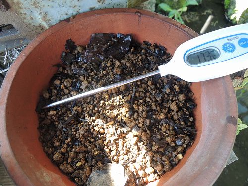 日陰の植木鉢の地表温度は17.3度。